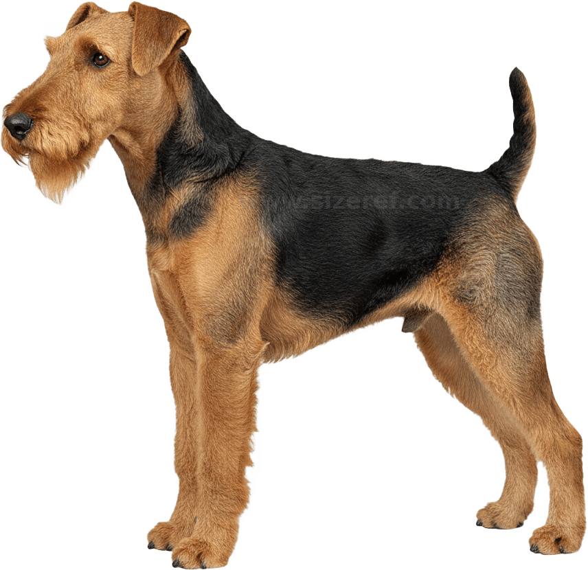 Airedale Terrier actual size