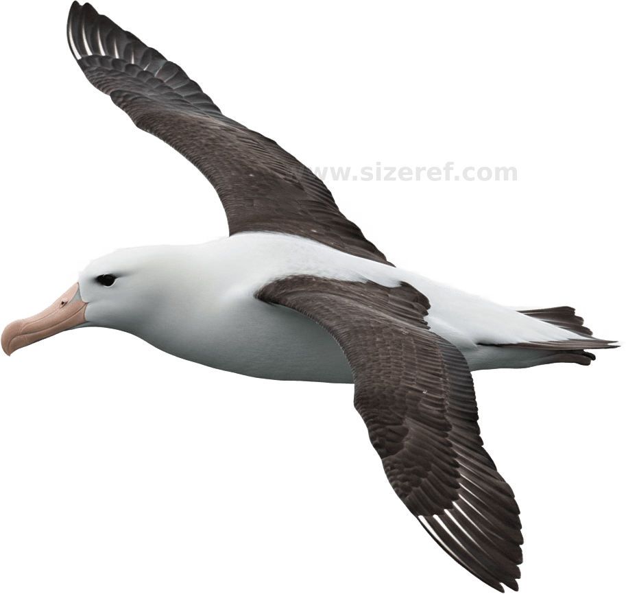Albatross actual size