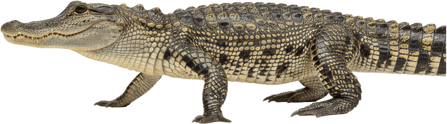Alligator actual size