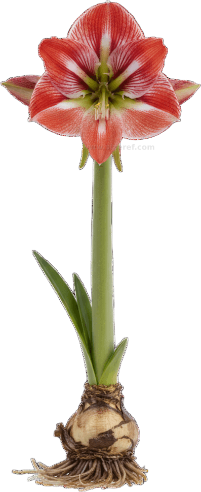 Amaryllis actual size