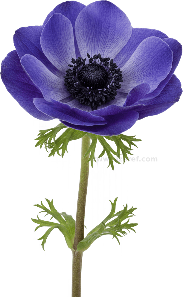 Anemone actual size