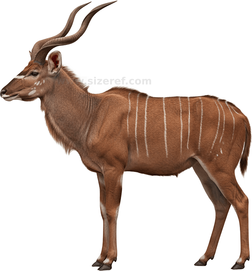 Antelope actual size