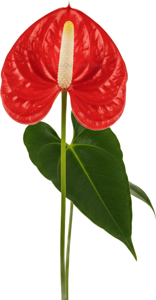 Anthurium actual size