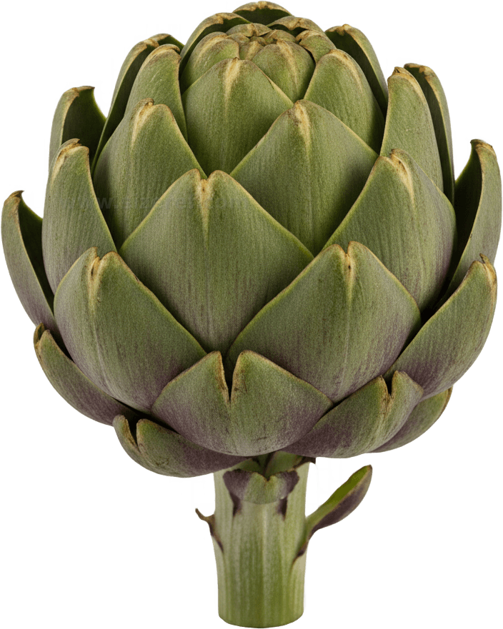 Artichoke actual size