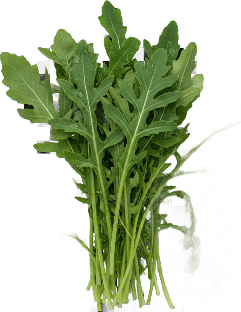 Arugula actual size