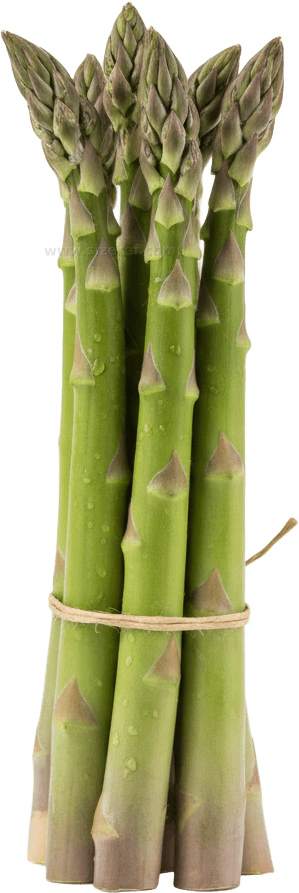 Asparagus actual size
