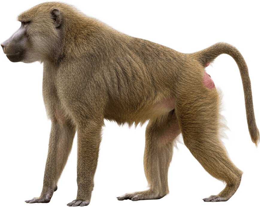 Baboon actual size
