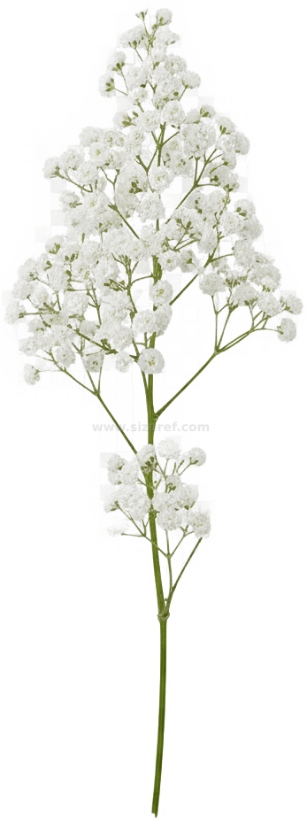 Baby's Breath actual size