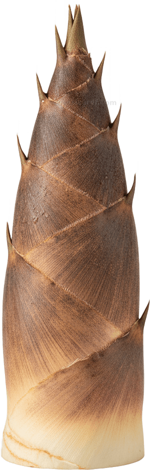 Bamboo Shoot actual size