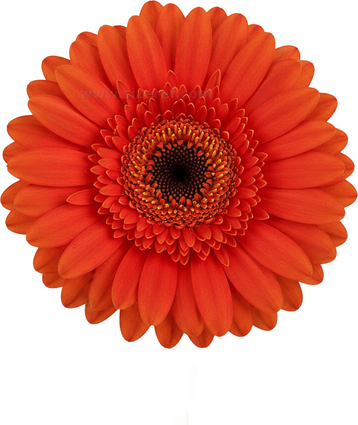Barberton Daisy actual size