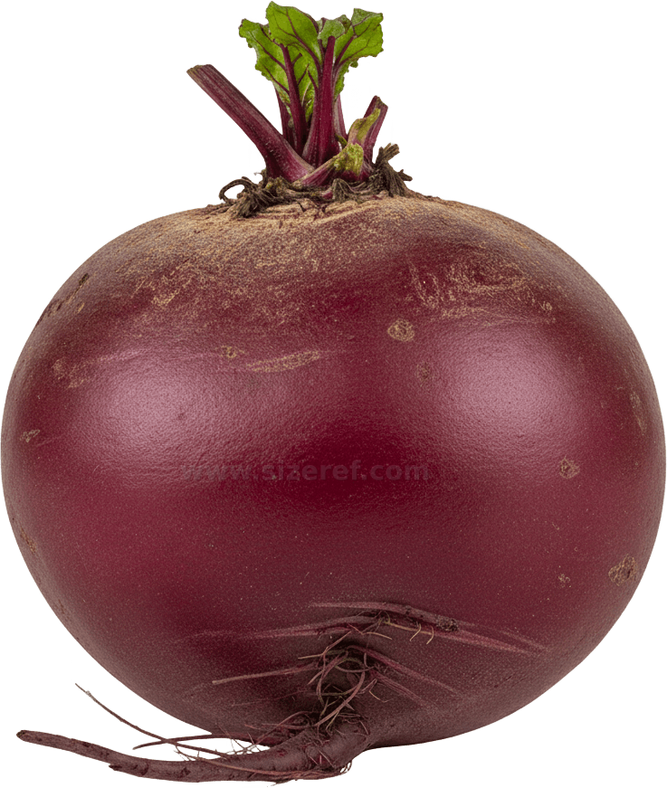 Beetroot actual size