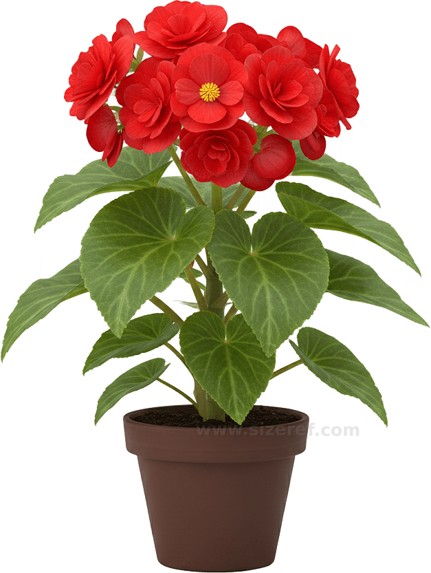Begonia actual size