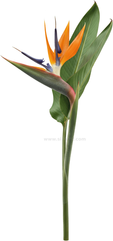 Bird of Paradise actual size