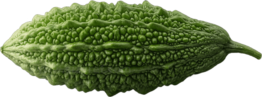 Bitter Melon actual size
