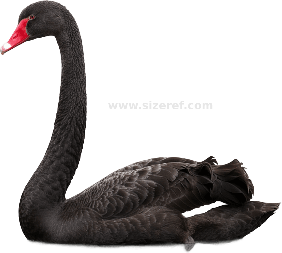 Black Swan actual size