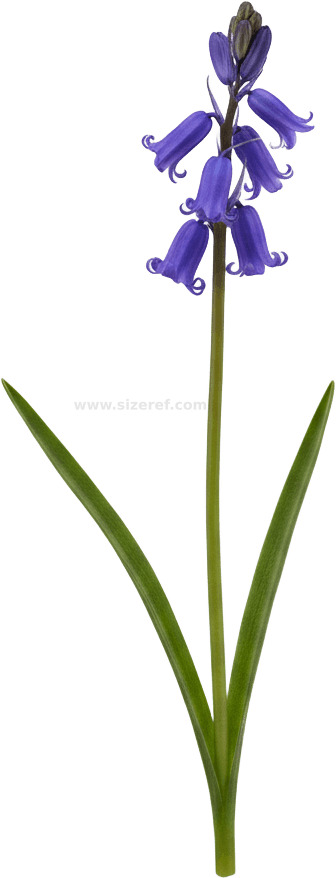 Bluebell actual size