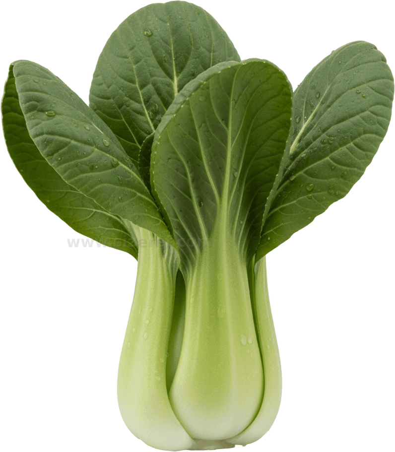 Bok Choy actual size