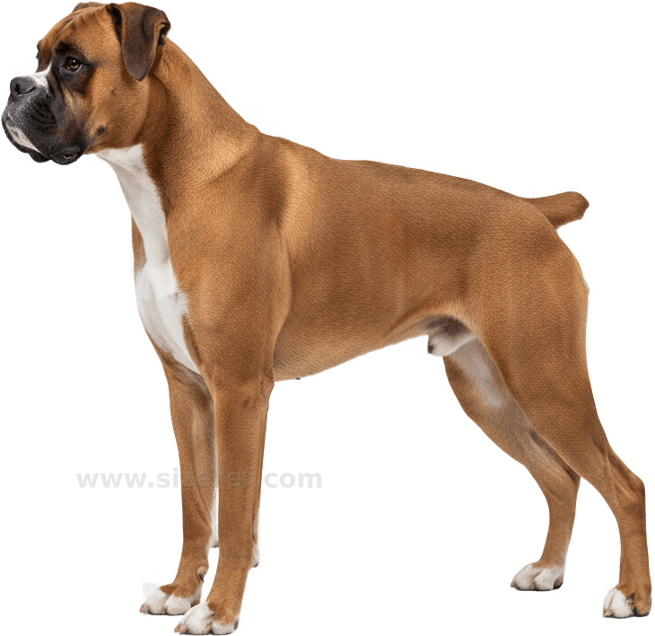 Boxer actual size