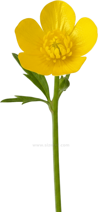 Buttercup actual size