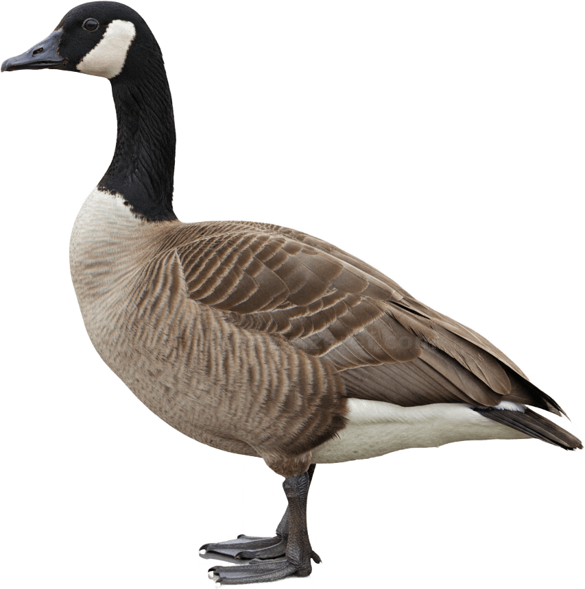 Canada Goose actual size