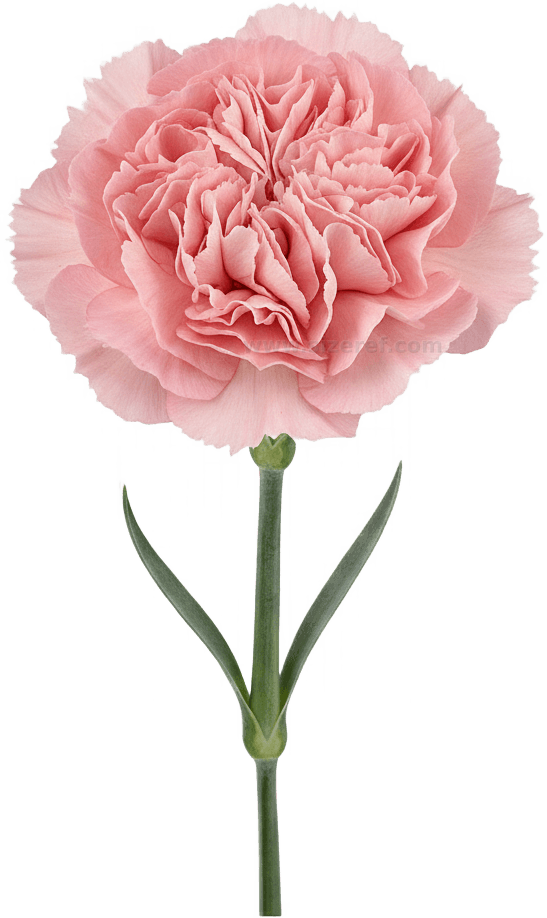 Carnation actual size