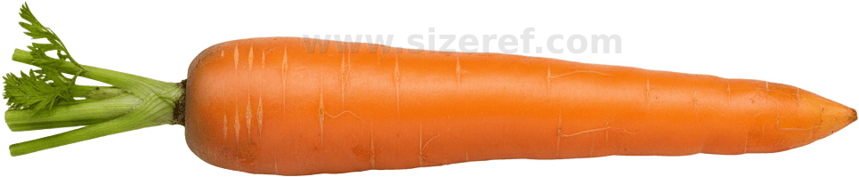 Carrot actual size
