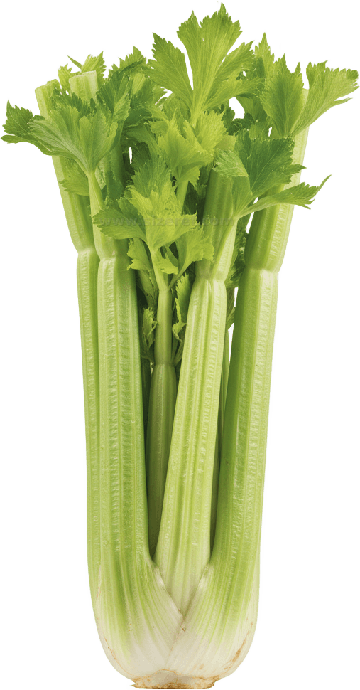 Celery actual size