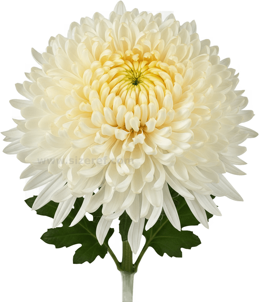 Chrysanthemum actual size