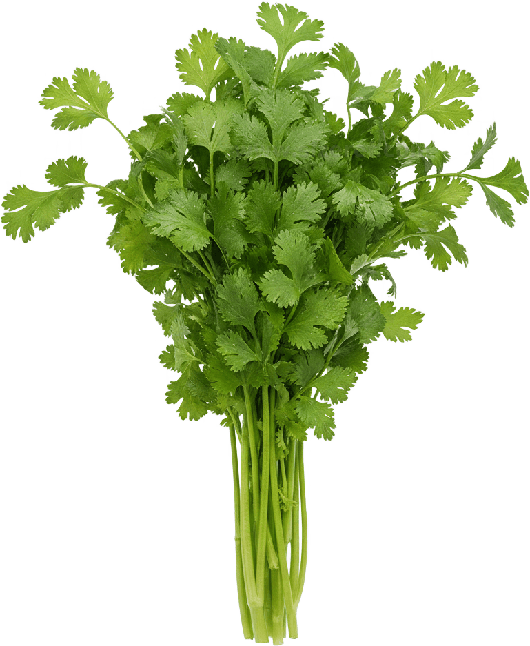 Cilantro actual size