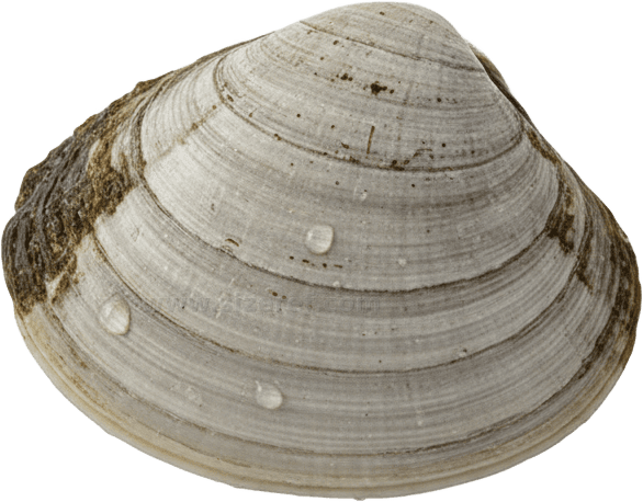 Clam actual size