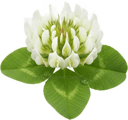 Clover actual size