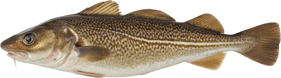 Cod actual size