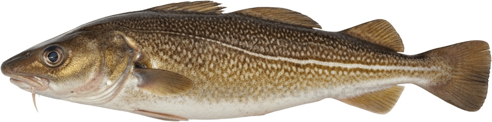 Cod actual size