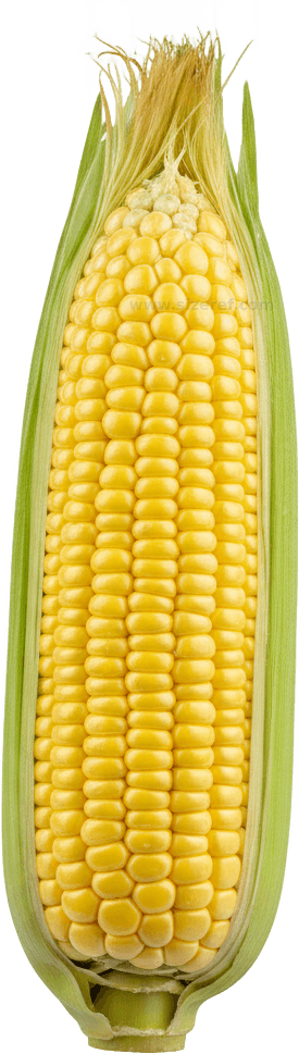 Corn actual size