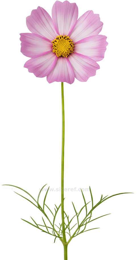 Cosmos actual size