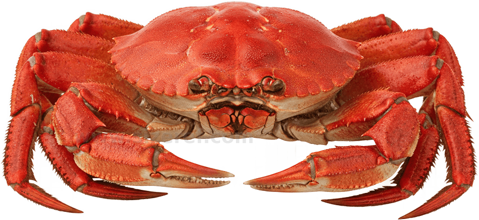Crab actual size