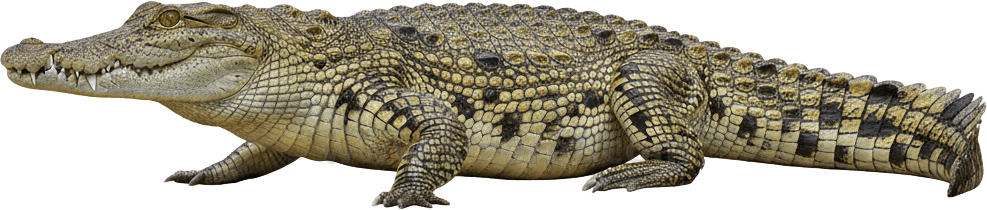 Crocodile actual size