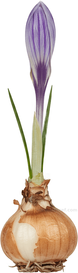 Crocus actual size