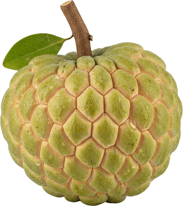Custard Apple actual size