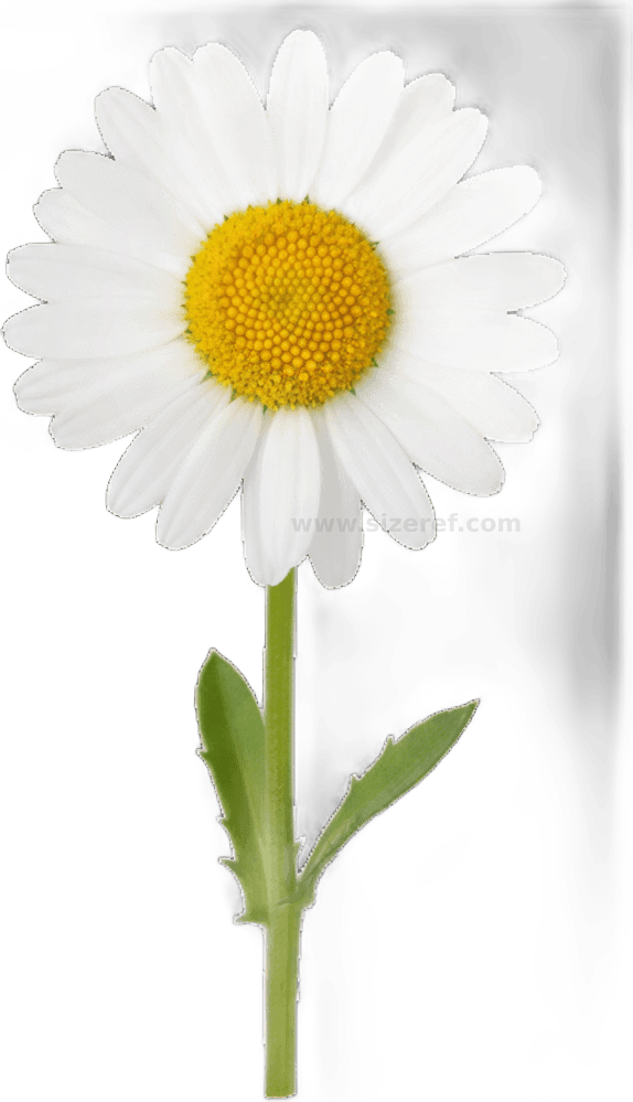 Daisy actual size