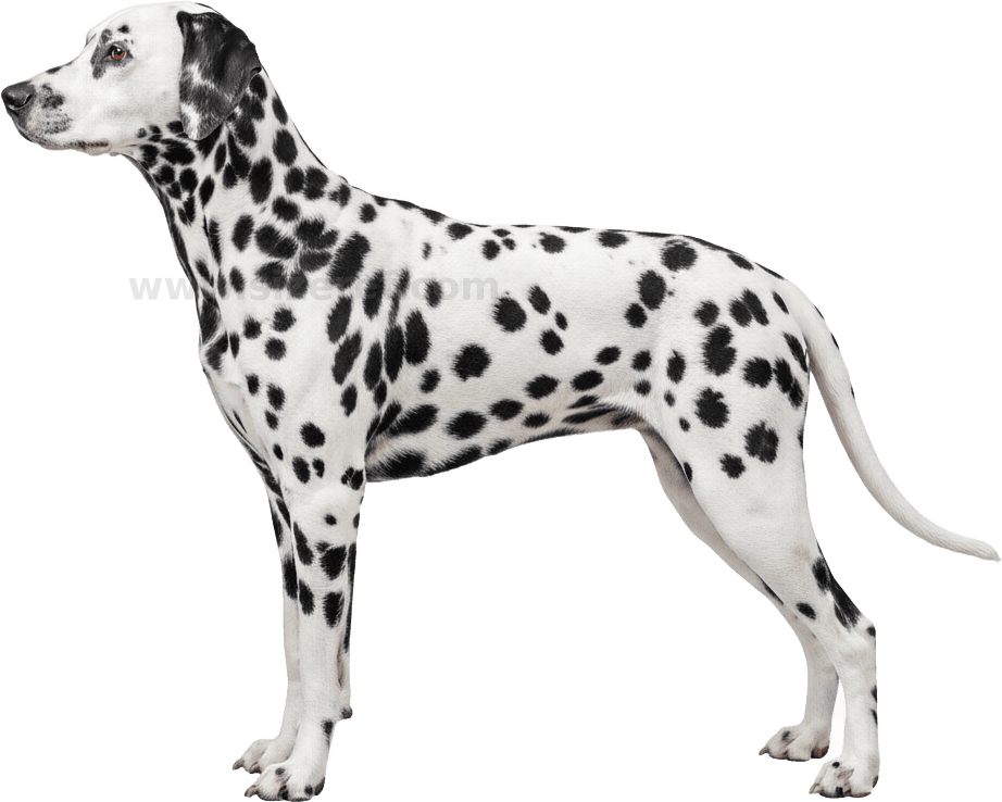 Dalmatian actual size