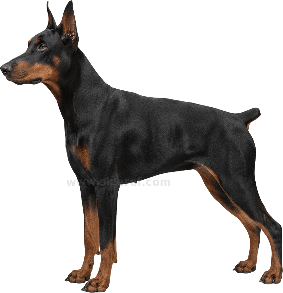 Doberman Pinscher actual size