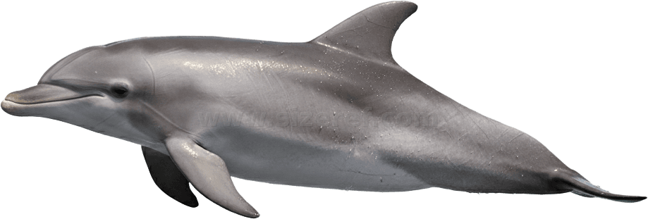 Dolphin actual size