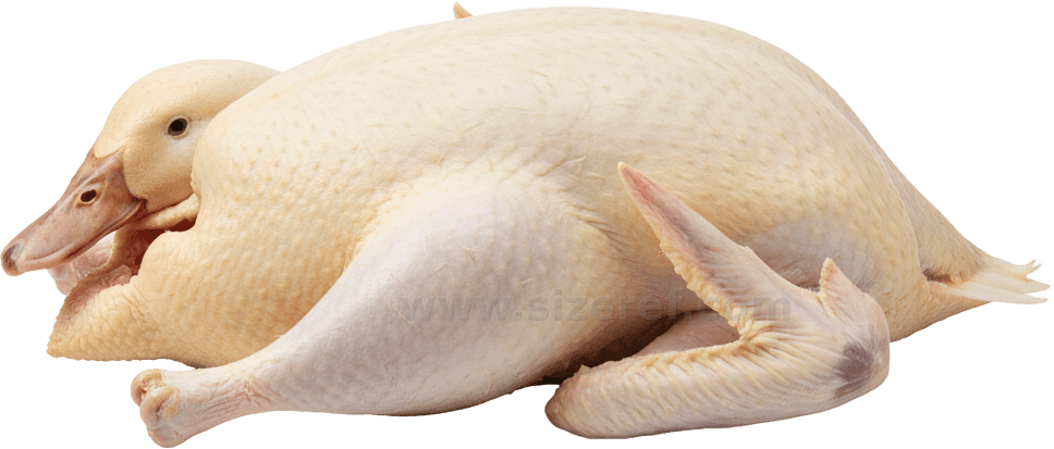 Duck actual size
