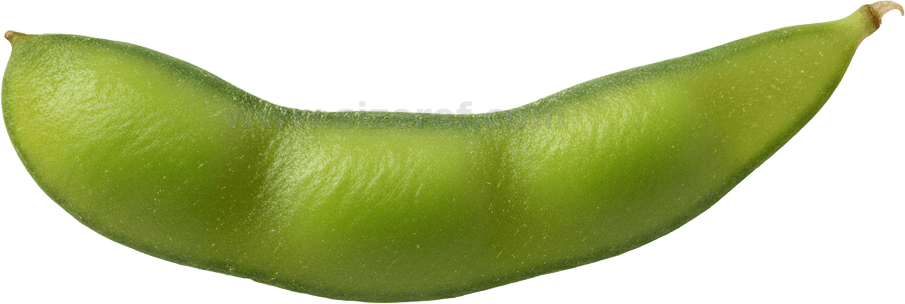 Edamame actual size