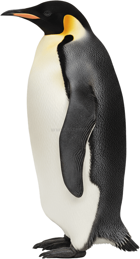 Emperor Penguin actual size
