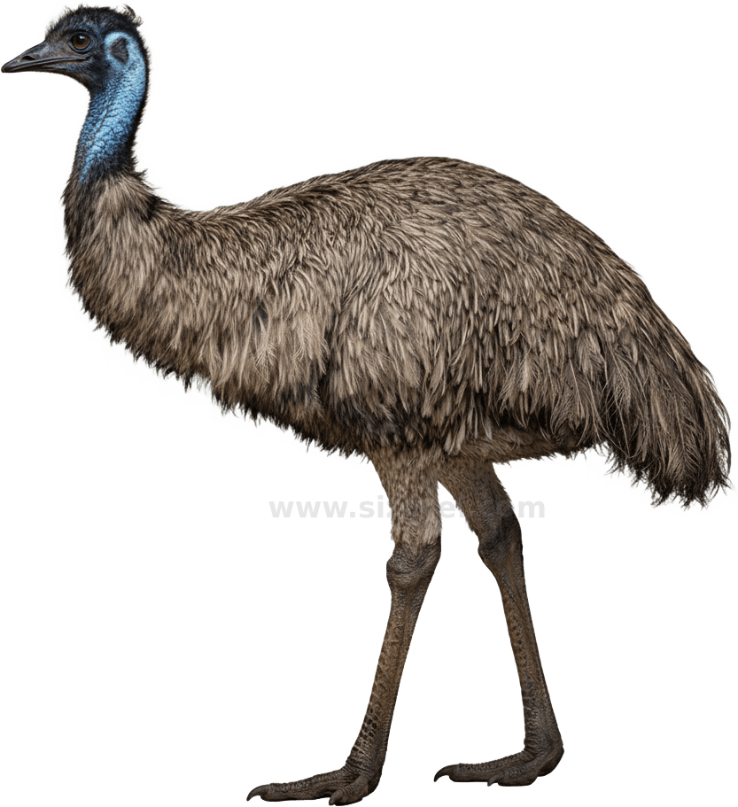 Emu actual size