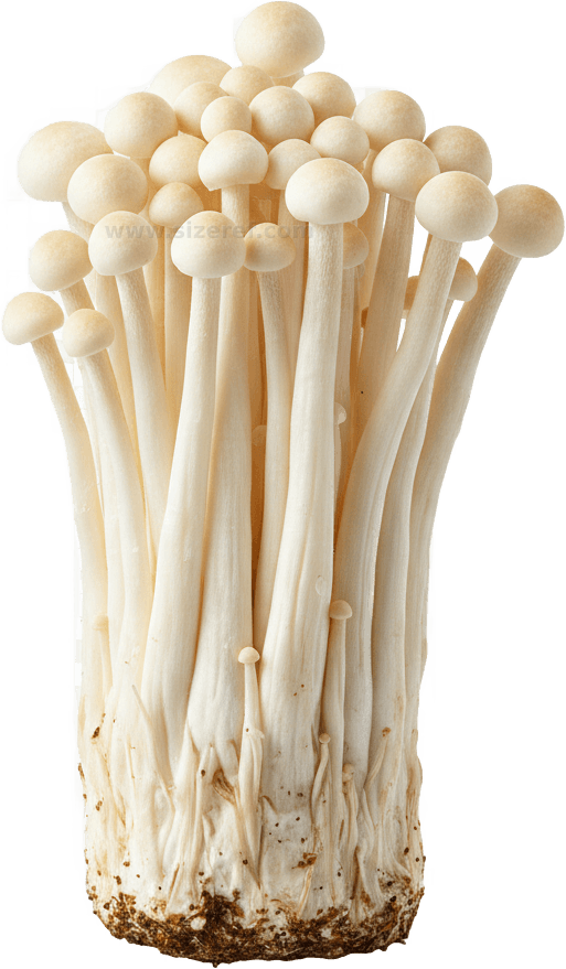 Enoki Mushroom actual size