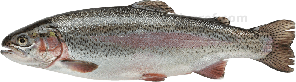 Fish actual size