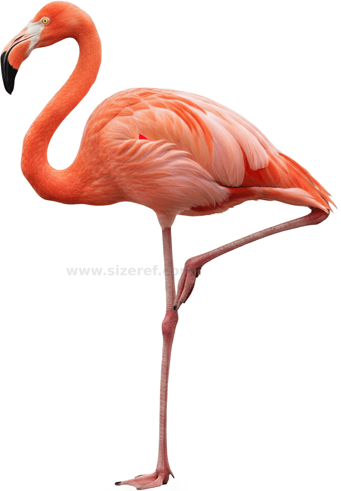 Flamingo actual size